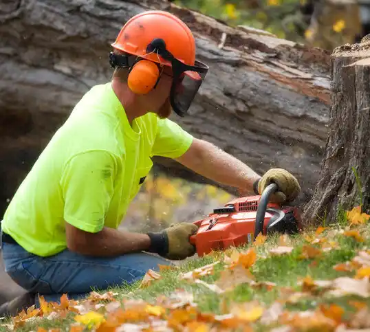 tree services Rock Hall